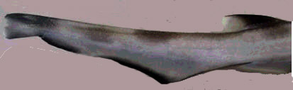 Galeus atlanticus_comparación_04.jpg